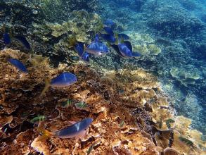Releasing divalent cations to sequester carbon on land and sea